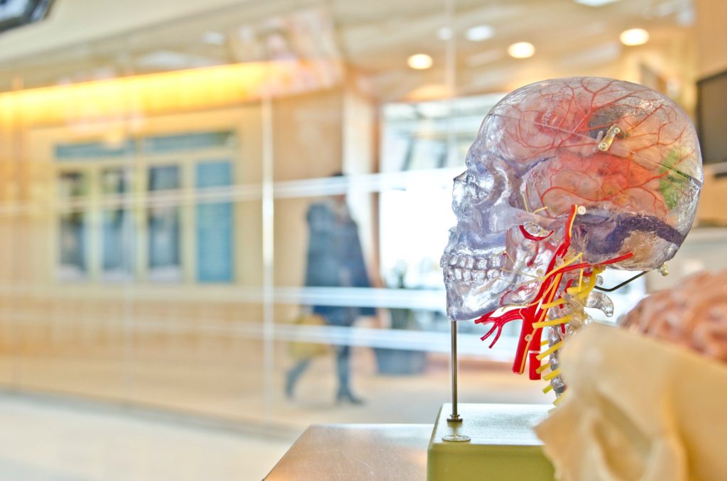 A see through model of a skull showing the brain in bright colours in a museum display